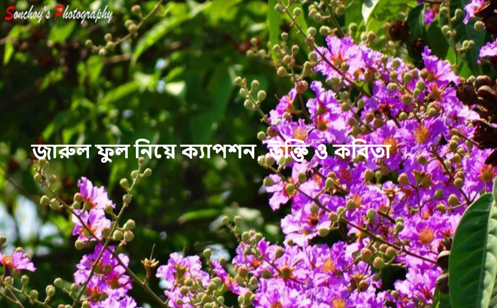 জারুল ফুল নিয়ে ক্যাপশন