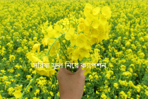 সরিষা ফুল নিয়ে ক্যাপশন