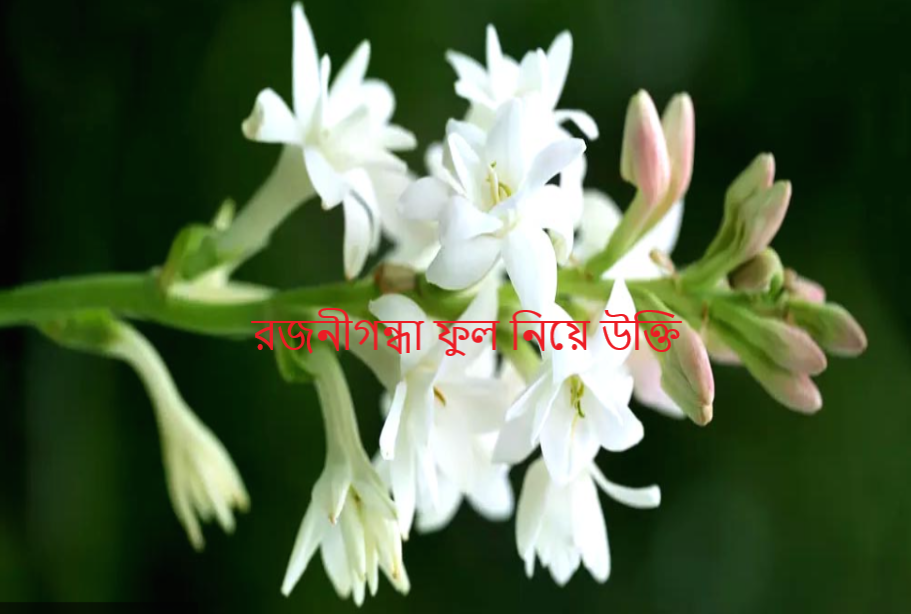 রজনীগন্ধা ফুল নিয়ে উক্তি